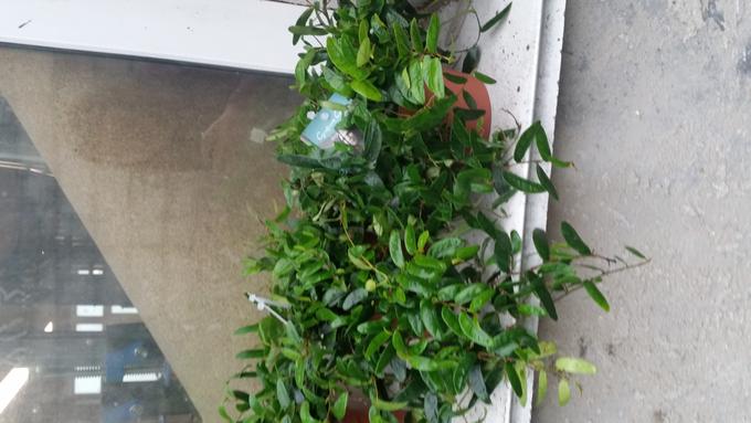 Ficus Anouk | Комнатные растения 2. Товары для дома