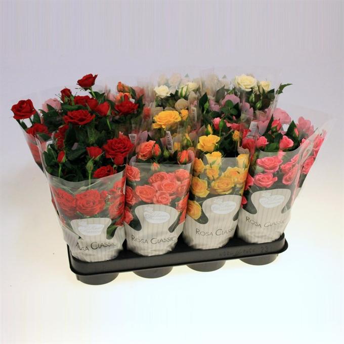 Роза Кордана микс d10 h25