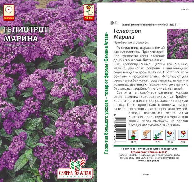 гелиотроп heliotropium arborescens helios. гелиотроп цветок. гелиотроп (heliotropium arborescens) marine. гелиотроп перуанский марин. гелиотроп heliotropium arborescens helios.