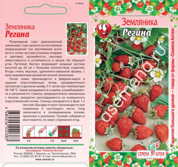 Земляника регина описание сорта фото