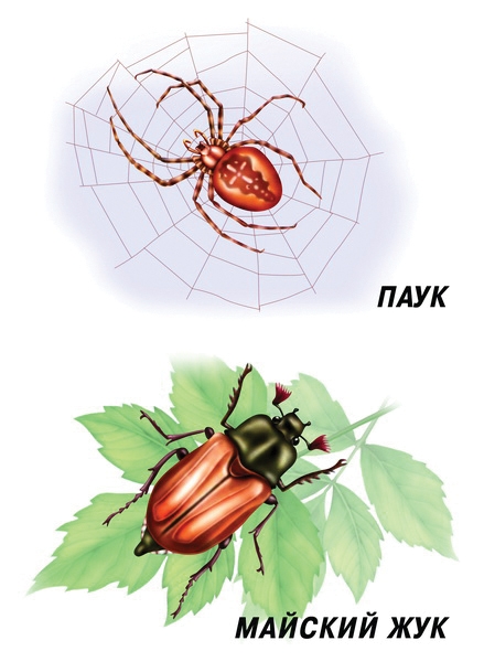 Демонстрационные картинки насекомые