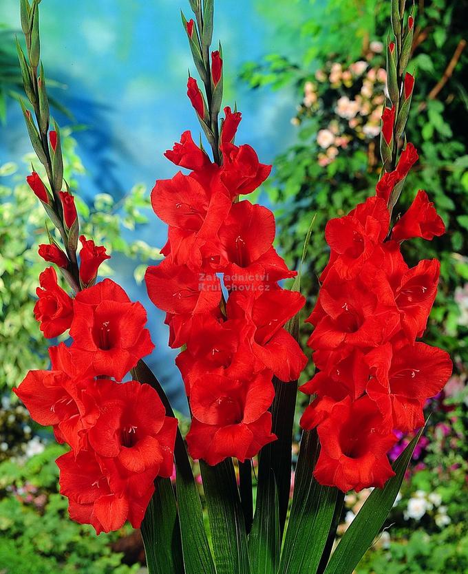Large flowering Mix Гладиолус