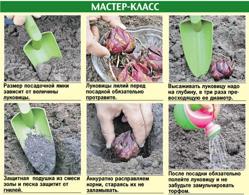 Рекомендации по посадке растений