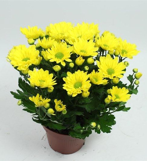 Crystal Yellow Хризантема