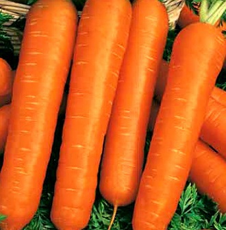 Морковь на ленте Настена 8 м
