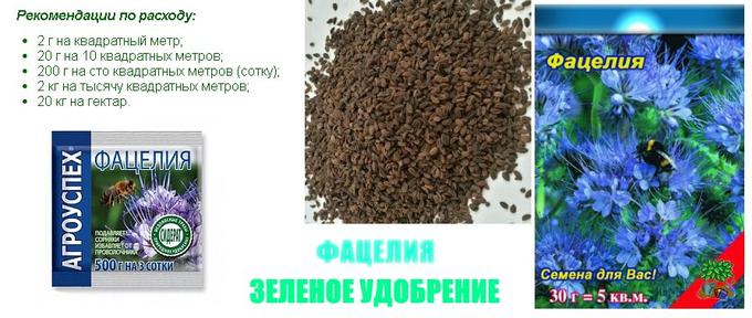 Фацелия семена описание. Фацелия расход на сотку. Сидераты фацелия время посадки. Фацелия сидерат семена. Фацелия расход на сотку.