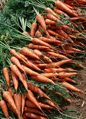 Семена морковь