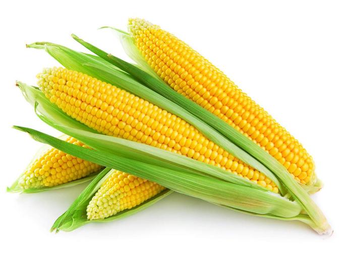 Семена кукуруза