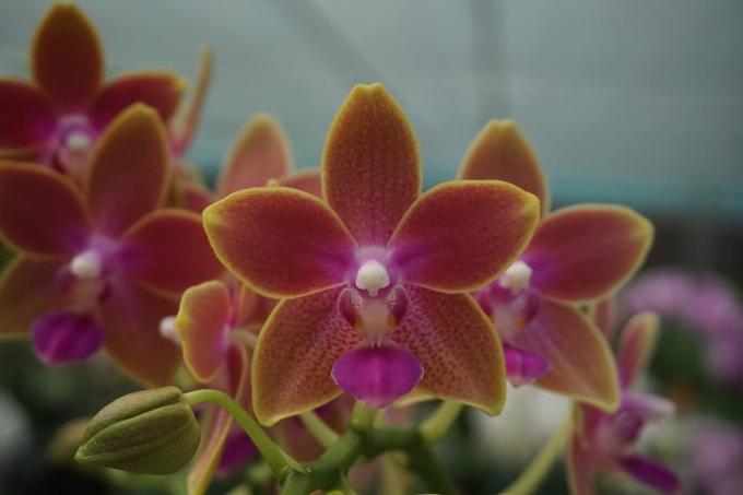 Голден санд орхидея фото