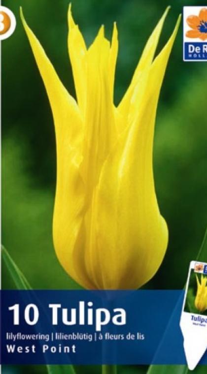 Вест Поинт тюльпан (11/12) желтый 10шт, 50см