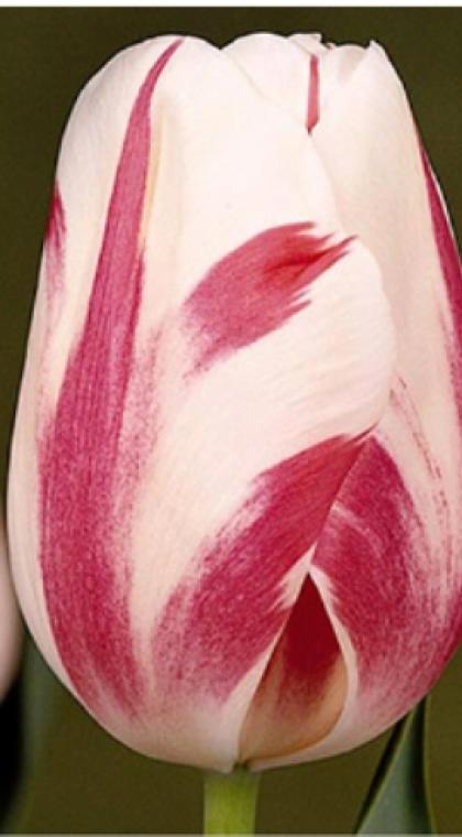 Сорбет тюльпан (12/+) 10шт, 60см кремово-розовый