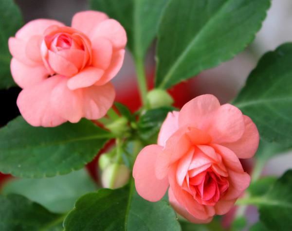 Бальзамин Pink Aroma