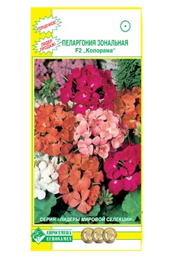 астра на продажу рассада. пеларгония зональная на подоконнике. пеларгония зональная mrs pollock. герань садовая соцветие. пеларгония голландская селекция пачки семян.