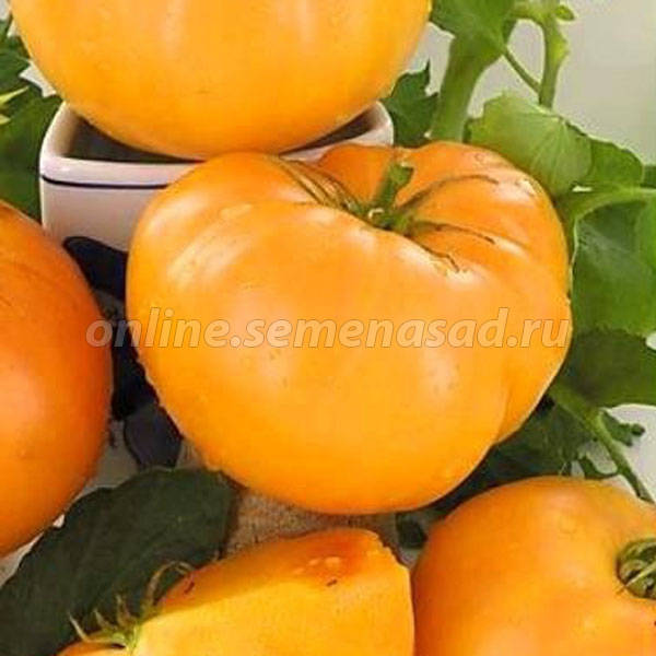 Томат спартанец отзывы - CormanStroy.ru