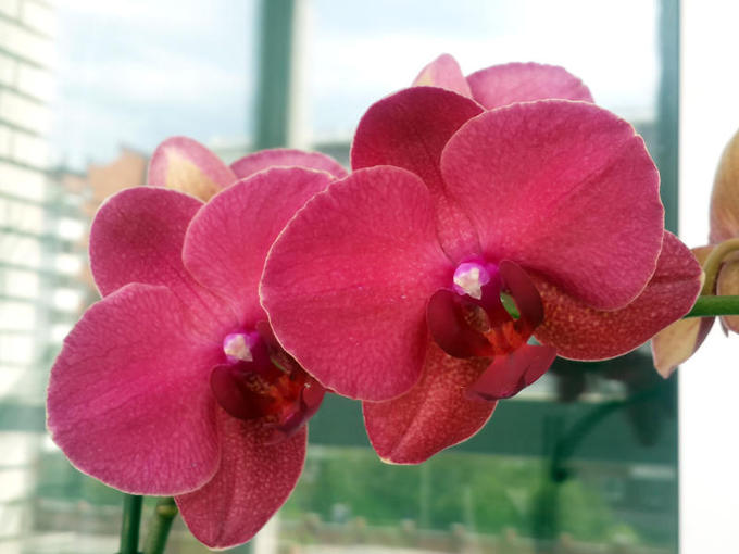 Монтрекс орхидея фото орхидея фаленопсис монтро 2 веткм 12 75 Фаленопсисы(орхидеи). Различные сорта.. 