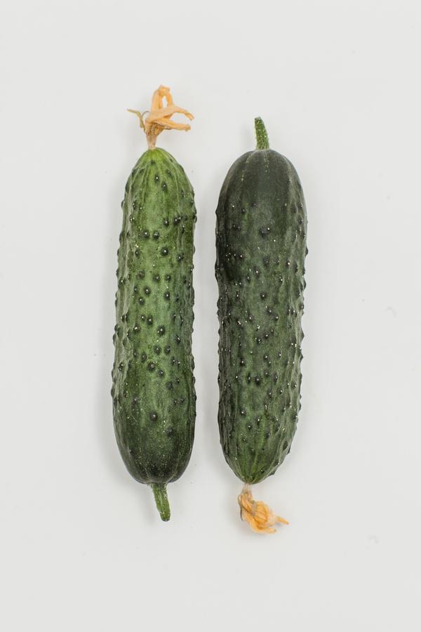 Огурец гуннар f1 партнер. Огурец гуннар f1 описание. Партнер огурец гуннар f1 5 шт. Огурец гуннар f1 партнер. Огурец гуннар f1.