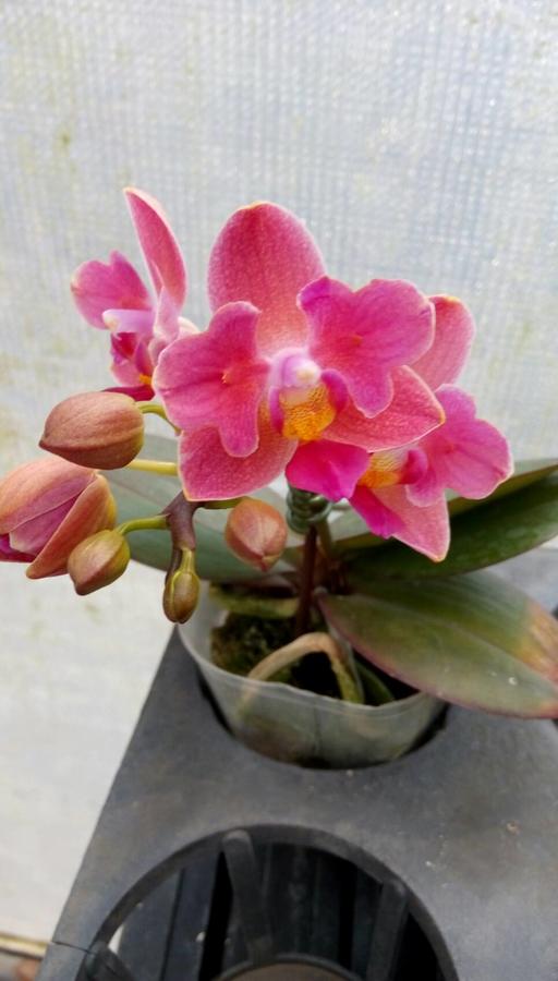 S7 Phal.Tying Shin Smart (It will bloom 2 types of flower. Normal and Peloric)
