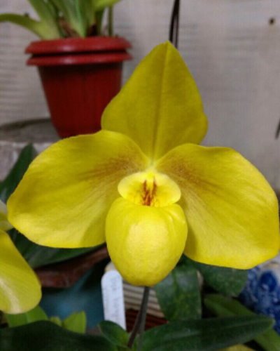 Paph.W?ssner China Moon