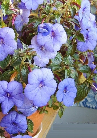 Ахименес ever Blue