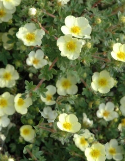 Лапчатка Tilford Cream
