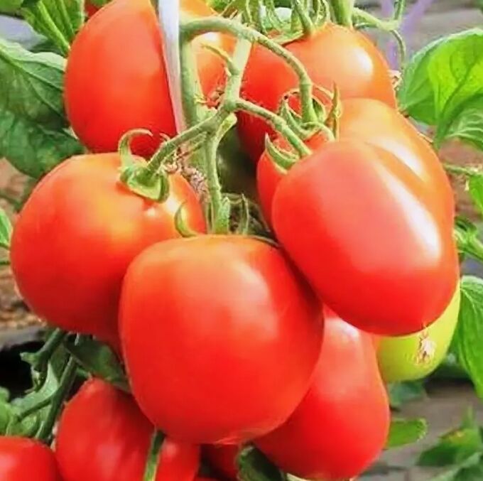 Сорт детская сладость. Семена томат детская сладость гавриш. Сорт детская сладость. Гавриш томат детская сладость. Томат детский сладкий.