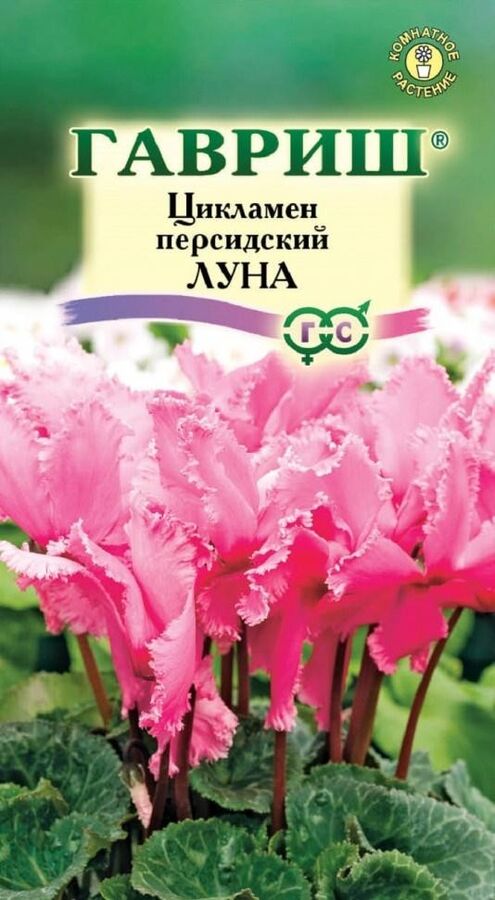 Цикламен персидский Луна