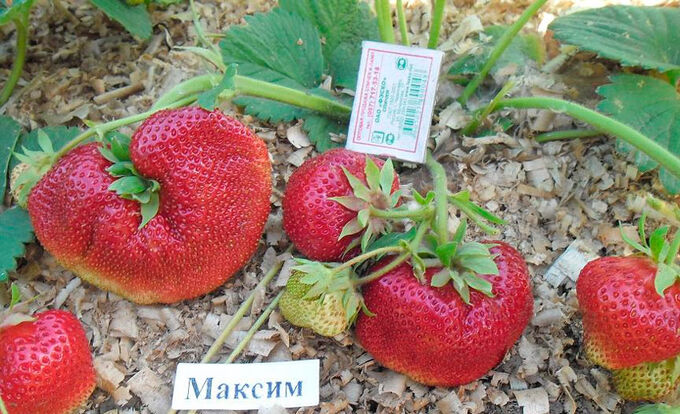 Клубника гигантелла максим описание сорта фото Клубника Максим Клубника и Земляника!. Плодово-ягодные луковицы, рассада и сажен