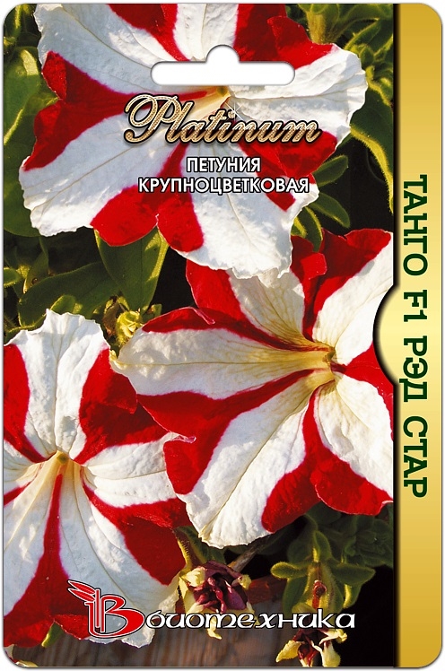 Петуния зора - 74 фото