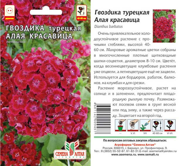 Цветы Гвоздика турецкая Алая красавица/Сем Алт/цп 0,2 гр.