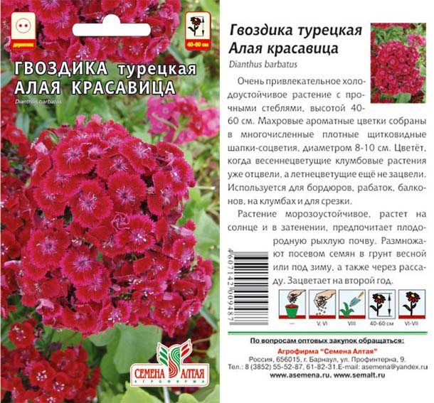 Гвоздика турецкая фото и описание Цветы Гвоздика турецкая Алая красавица/Сем Алт/цп 0,2 гр. Гвоздика, Георгина