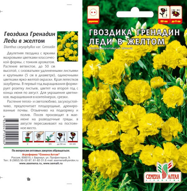 Гвоздика Триумф Маргарет