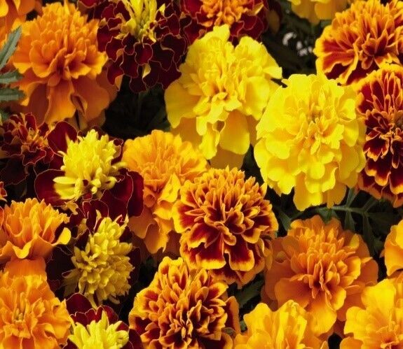 Бархатцы Tagetes patula Safari Bolero