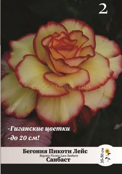 Бегония Пикоти желто красная
