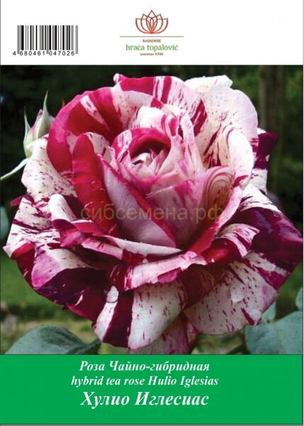 Julio iglesias rose hi-res stock photography and images - Alamy