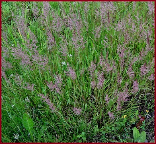 Полевица Кроми 0,3кг MyDacha22.ru