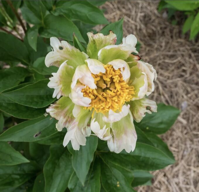 Пион сорт грин лотус. Пион грин лотус. Пион травянистый грин хало. Пион молочноцветковый грин лотус. Грин лотус.