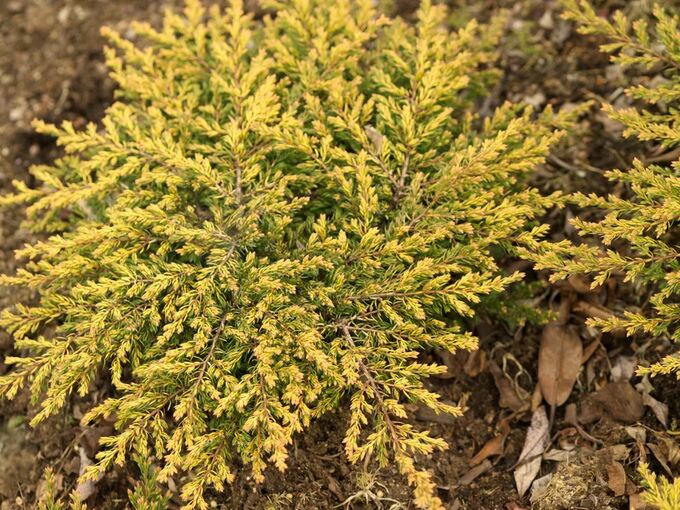 Можжевельник обыкновенный Депресса Аурея (Juniperus Depressa Aurea) - описание с