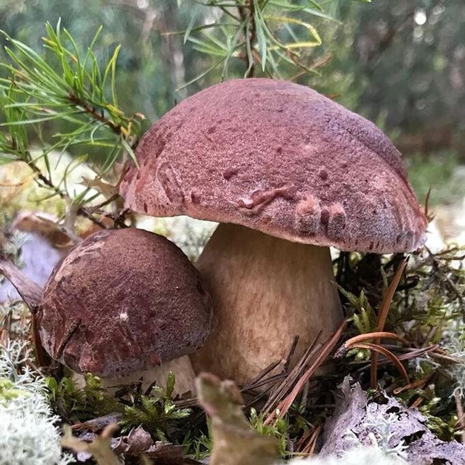 Мицелий грибов Белый гриб сосновый, 50 мл