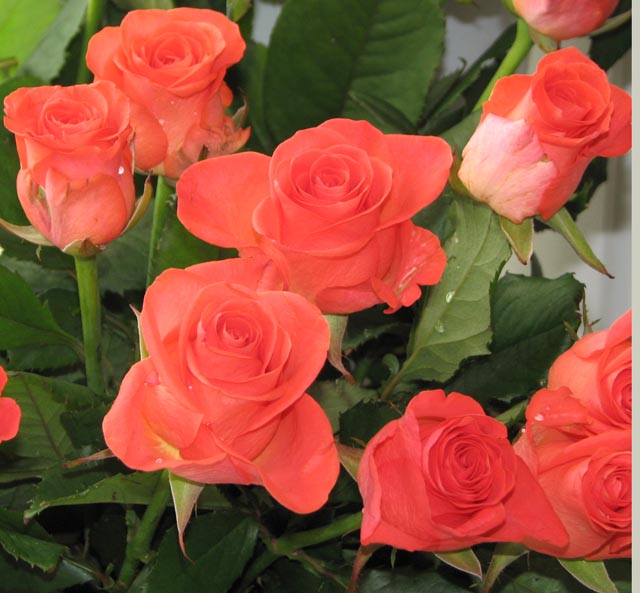 Букет Роза кустовая "Алегрия" 19шт Высота 50см - купить в интернет-магазине по н