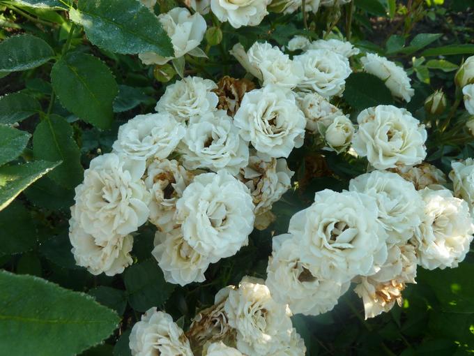 Сорта спрей розы - саженцы купить Краснодаре