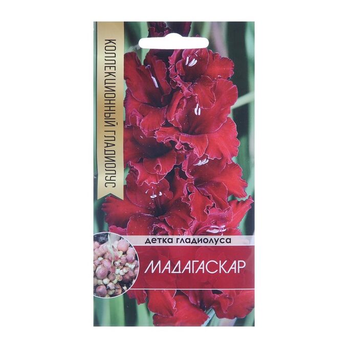 Семена групп Клубнепочка гладиолуса Мадагаскар (темно-бордовый), 5 шт.