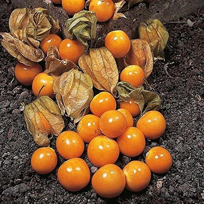 Физалис китайский