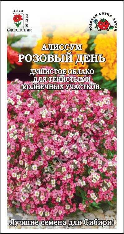 Золотая сотка Алтая Цветы Алиссум Розовый день ЦВ/П (СОТКА) 0,1гр однолетник 12см