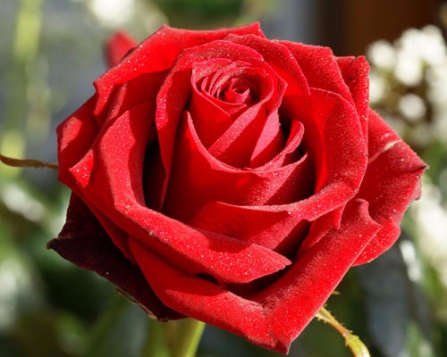 Саженец розы Самурай (Samourai)