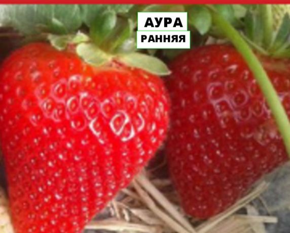 Клубника аура описание сорта фото отзывы Клубника Aura в Хабаровске Рассада клубники и плодовых остатки в наличии. Плодов
