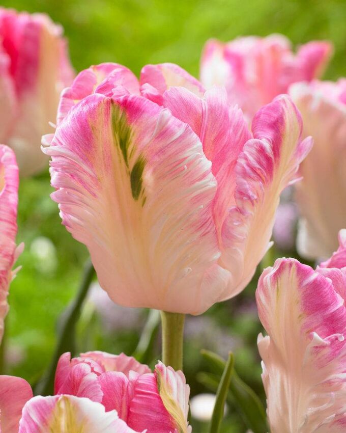 Tulipa Silver Parrot