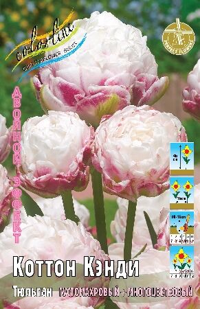 Colorline Тюльпан Коттон Кэнди