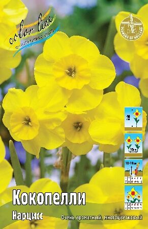 Colorline Нарцисс Кокопелли