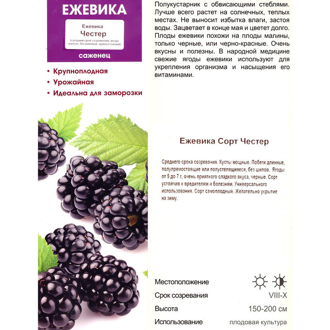 Ежевика честер торнлесс описание сорта фото отзывы садоводов Фитостудия-63.ру