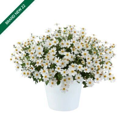 Биденс White Delight improved
